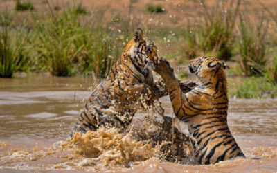 I parchi naturali in India per vedere la tigre