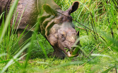 I Parchi Naturali di Chitwan e Bardia in Nepal